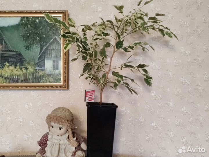 Фикус бенджамина