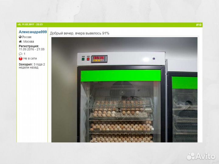 Брудер на 140 цыплят