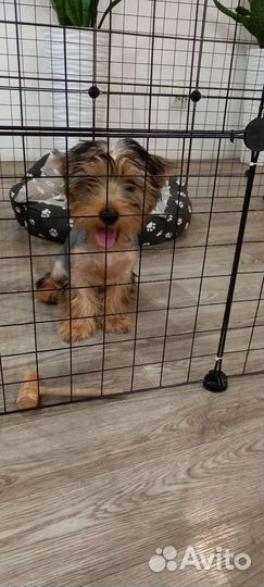 Йоркширский терьер