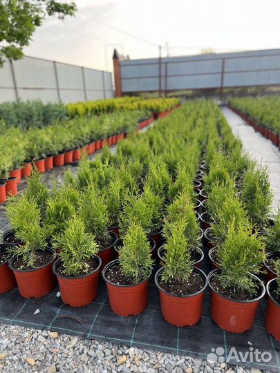 Туя западная Смарагд