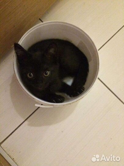 Котенок-мальчик 2мес