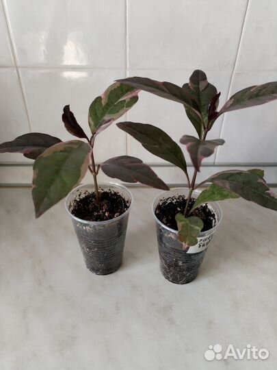 Псевдоэрантемум багряный