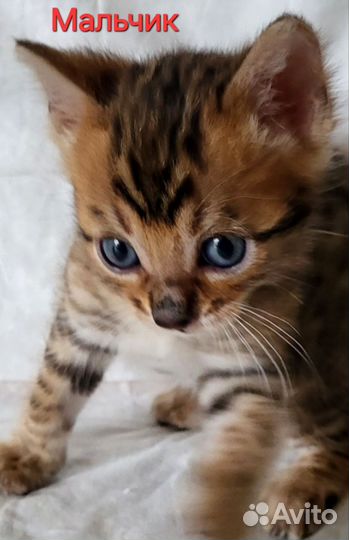 Бенгальские котята