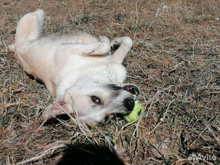 Собака в добрые руки отдам бесплатно