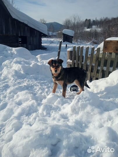 Щенок в добрые руки бесплатно