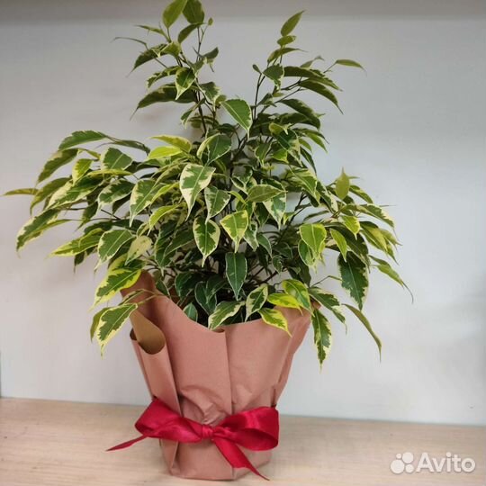 Фикус бенджамина кинки