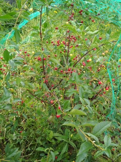Участок 5 сот. (СНТ, ДНП)