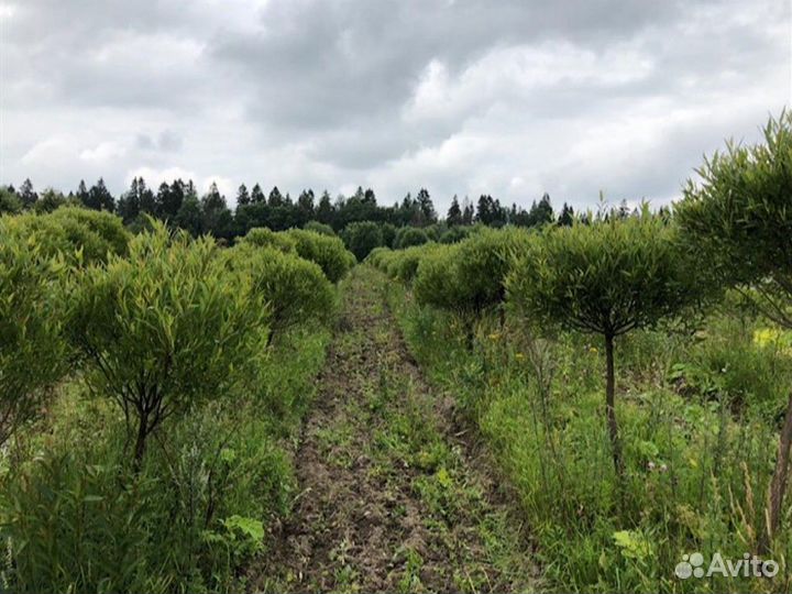 Ива булатта