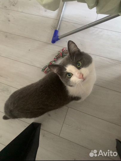 Кот