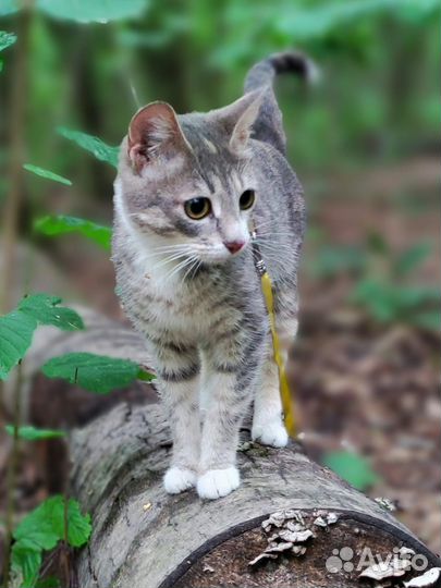 Беременная кошка остатась без дома