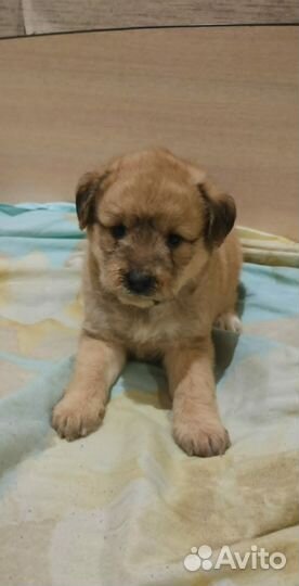 Пудель & Шпиц