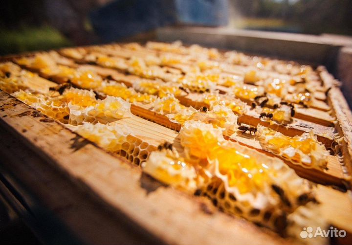 2024 Мед натуральный из Алтая опт