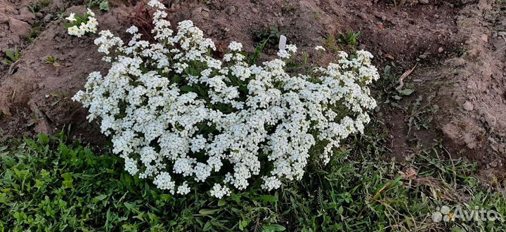 Иберис многолетний