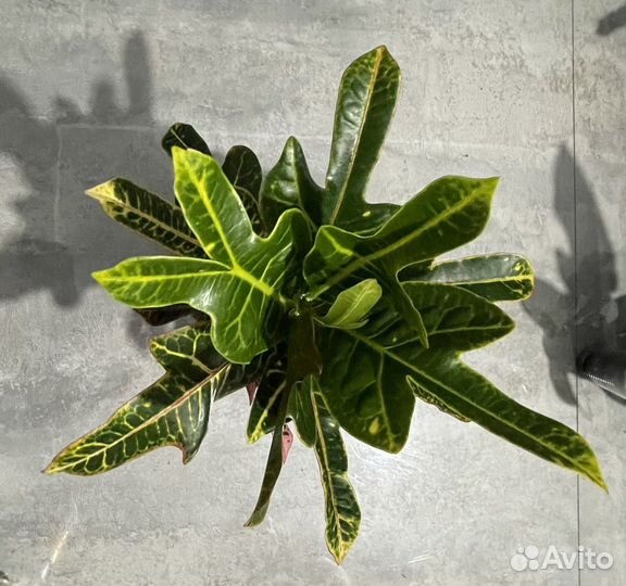 Кротон (кодиеум) экселент