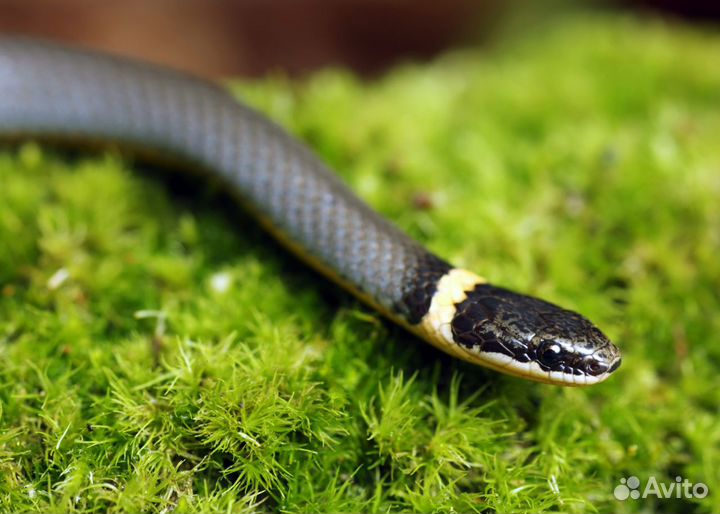 Змеи. Для новичков.Ужи Змеи. Молодые