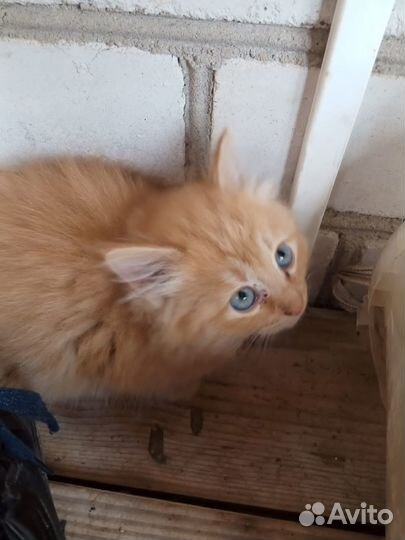 Котята пушистые в добрые руки