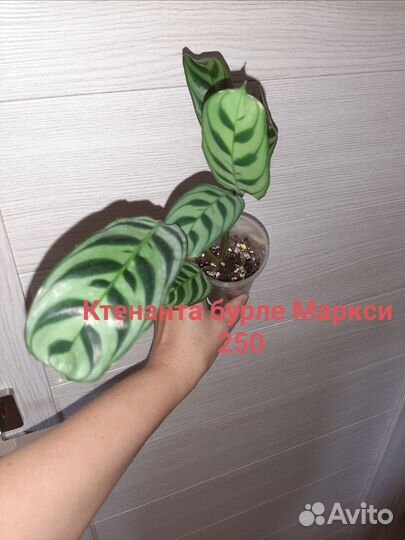 Маранты,ктенанты,калатеи