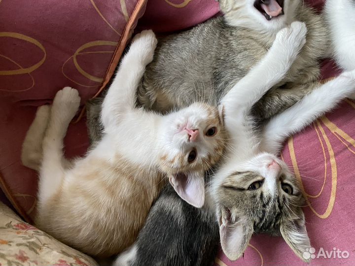 Котята в добрые руки