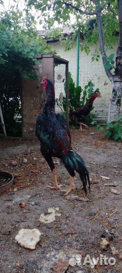 Бойцовые петухи