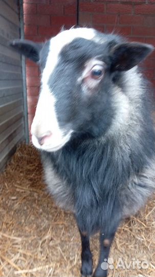 Продаю барана
