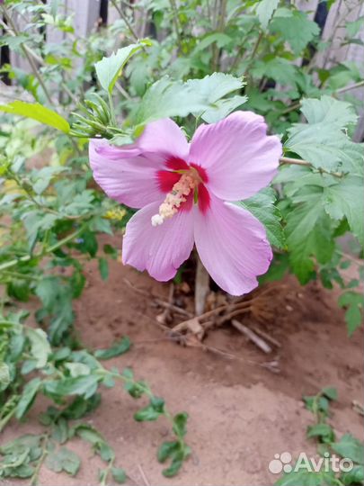 Гибискус Сирийский древовидный