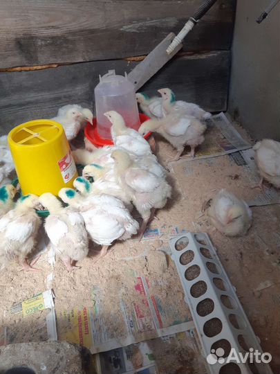 Гранулированный комбикорм для бройлеров