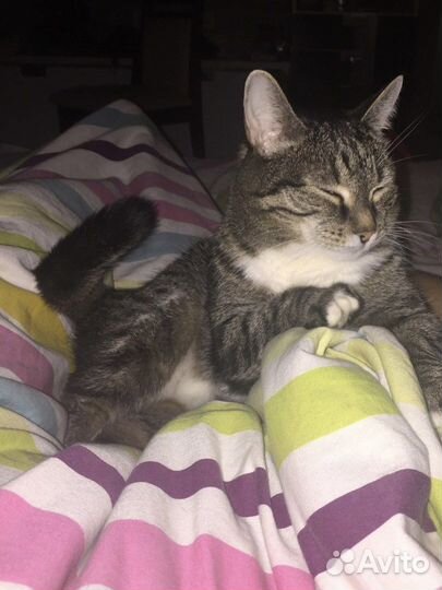 Посижу с вашим котиком Передержка котов Кэтситтер