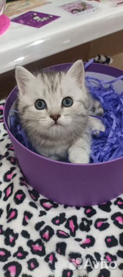 Шотландские котята