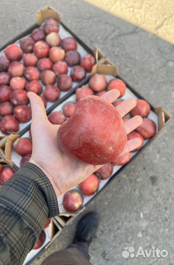 Яблоки разных сортов