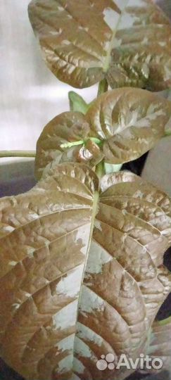 Комнатные цветы 2