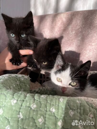 Котята отдам бесплатно