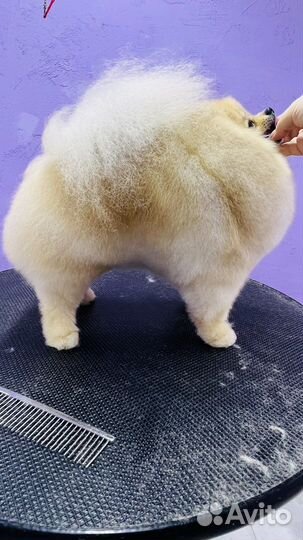 Стрижка собак и кошек в Калининграде