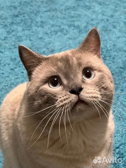 Шотландский кот вязка