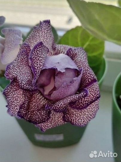 Глоксиния махровая