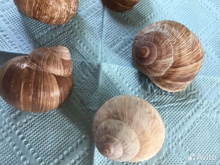 Раковины улиток