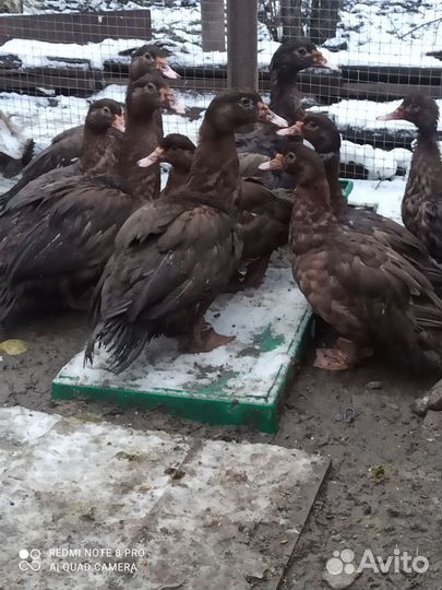 Мускусные утки тяжелые линии