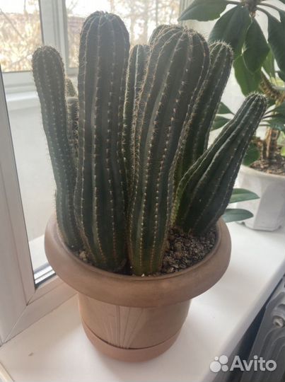 Комнатные растения, цена за оба