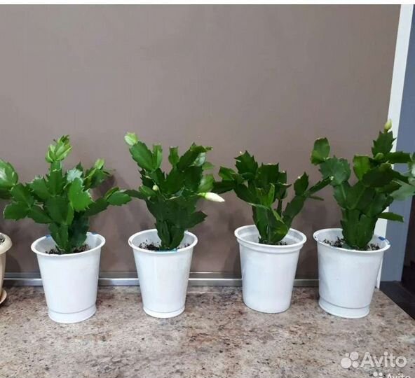 Декабрист белый