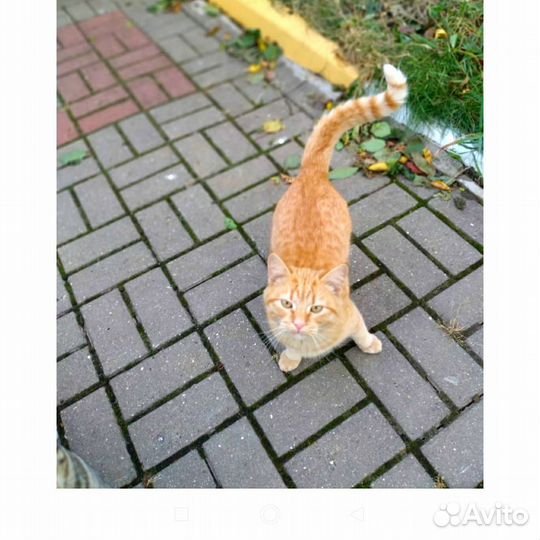 Рыжик котик в добрые руки