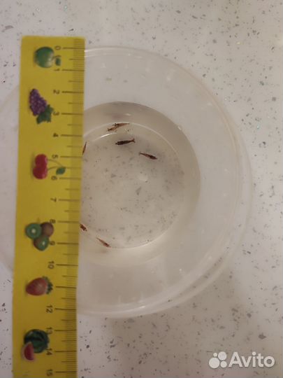 Креветки черри