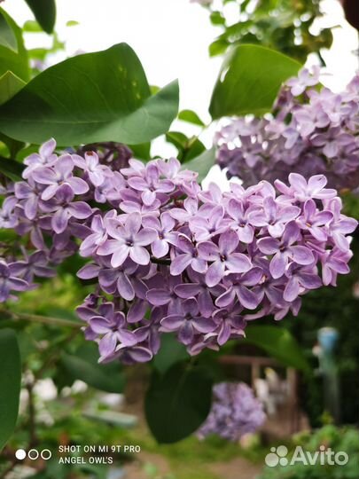 Саженцы сирени, розы северной, малины