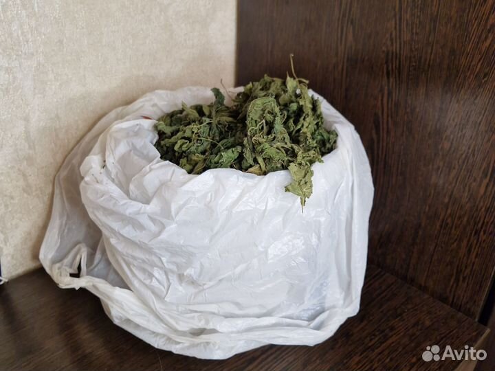 Крапива сушеная листья