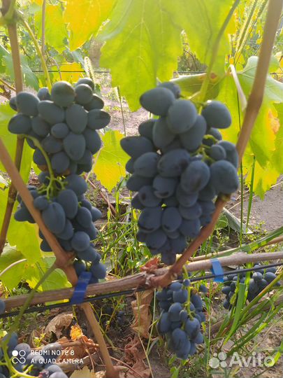 Продам черенки винограда