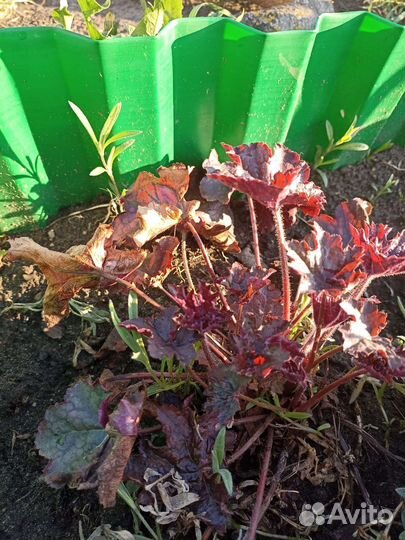 Многолетние цветы