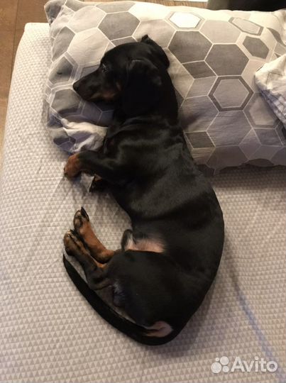 Такса вязка