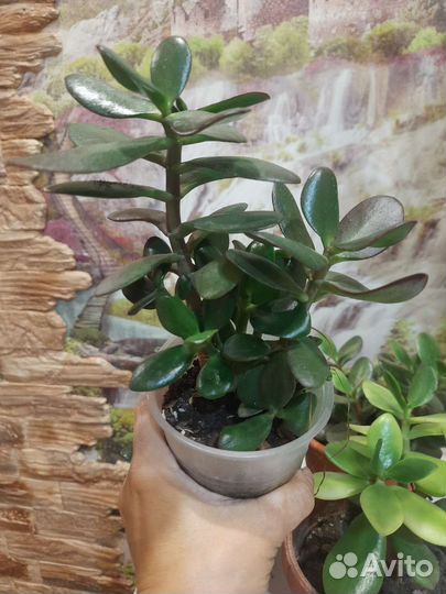 Толстянка Крассула (или денежное дерево)