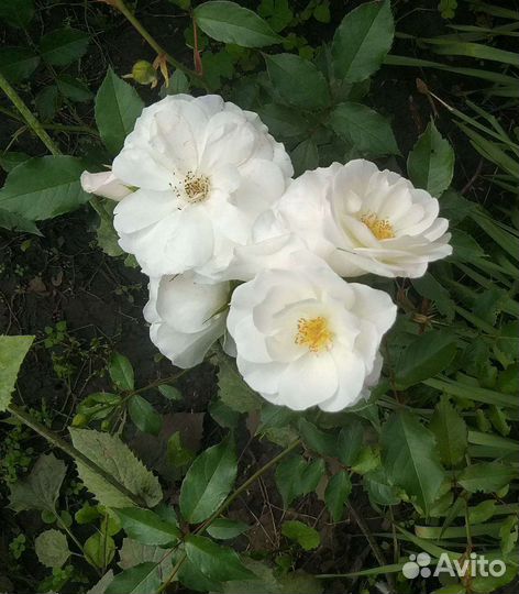 Кустовые розы саженцы