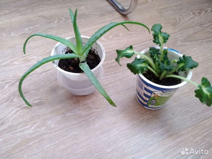 Домашние цветы(разные)