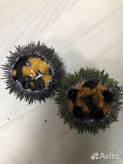 Морской еж,живой.И другие морепродукты