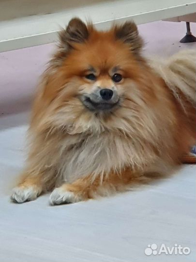 Немецкий шпиц